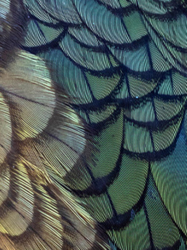 Cover to Cover: Issue 32