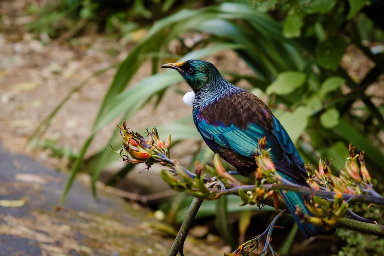 The UK Environment Act: A new era for Biodiversity Net Gain? Mobile Image