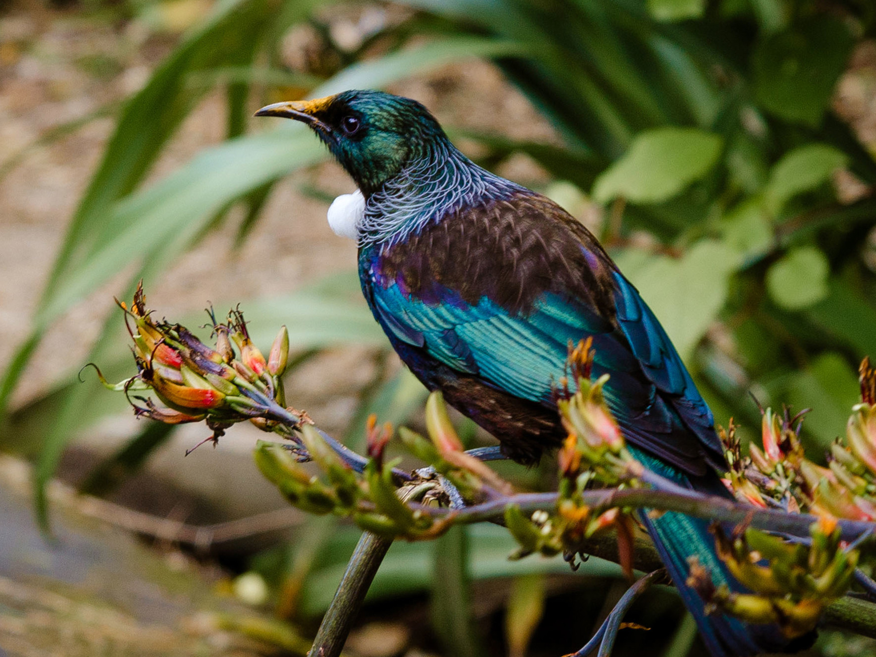 Protecting Aotearoa New Zealand’s biodiversity Mobile Image