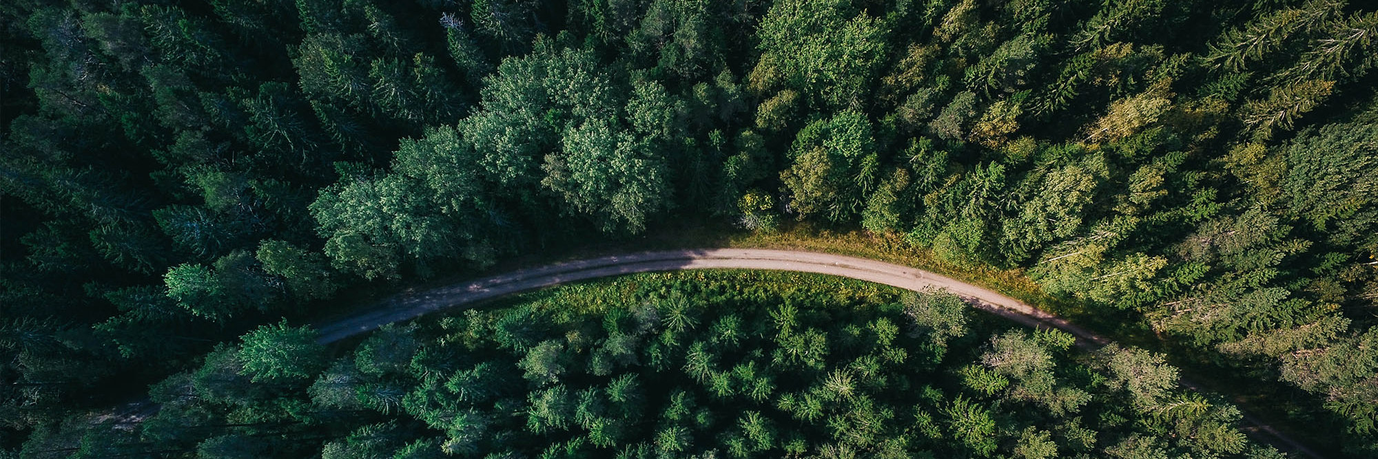 Government tightens commercial forestry regulations one week out from election Desktop Image