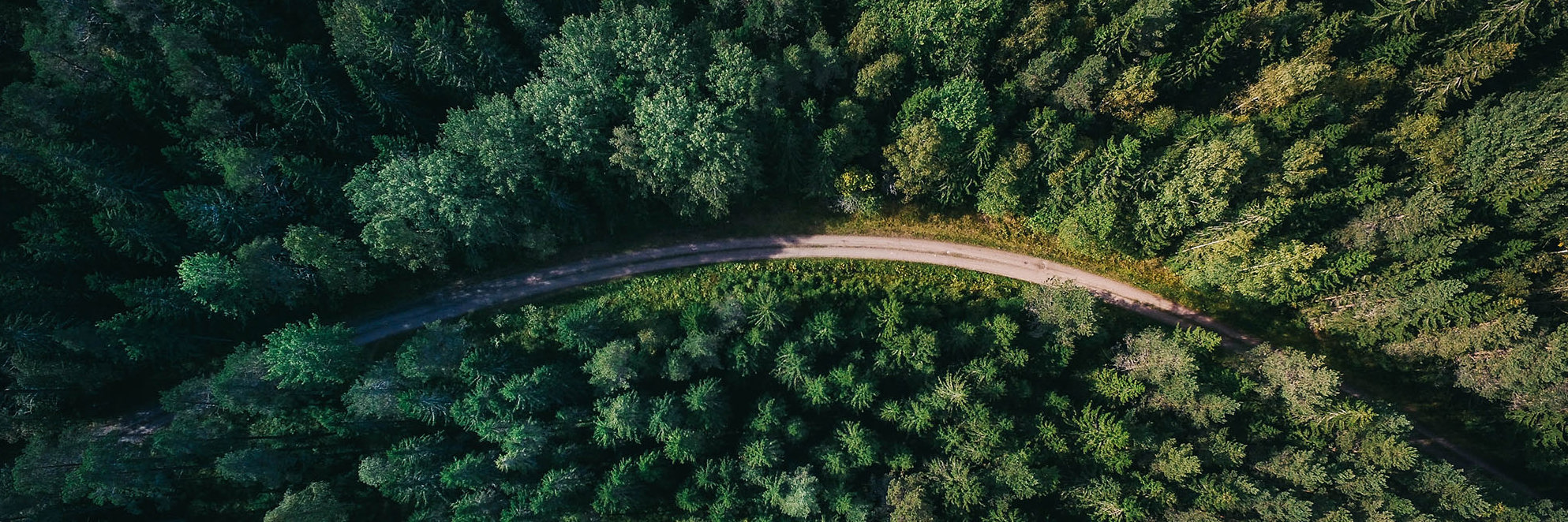 Have your say: the future of the ETS and forestry offsets Desktop Image