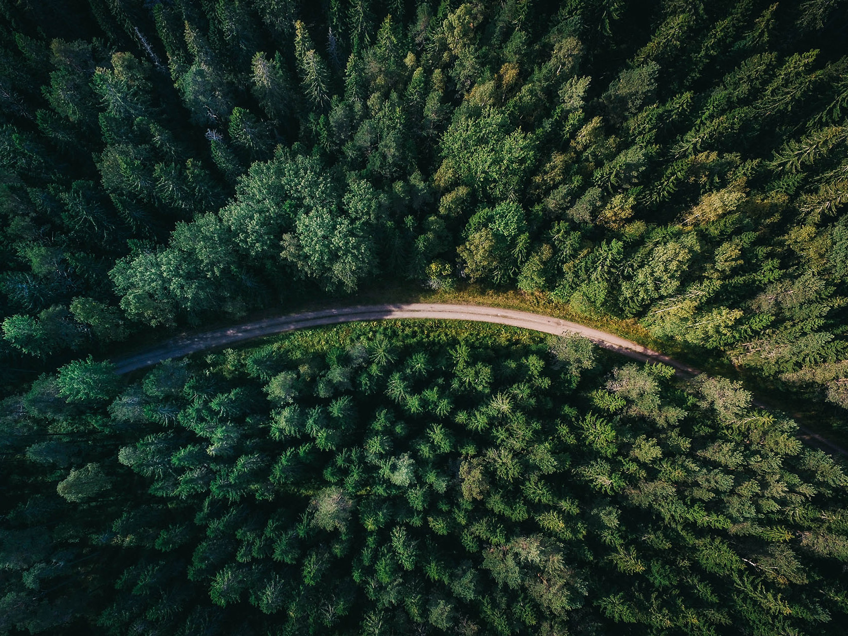 Government tightens commercial forestry regulations one week out from election Mobile Image