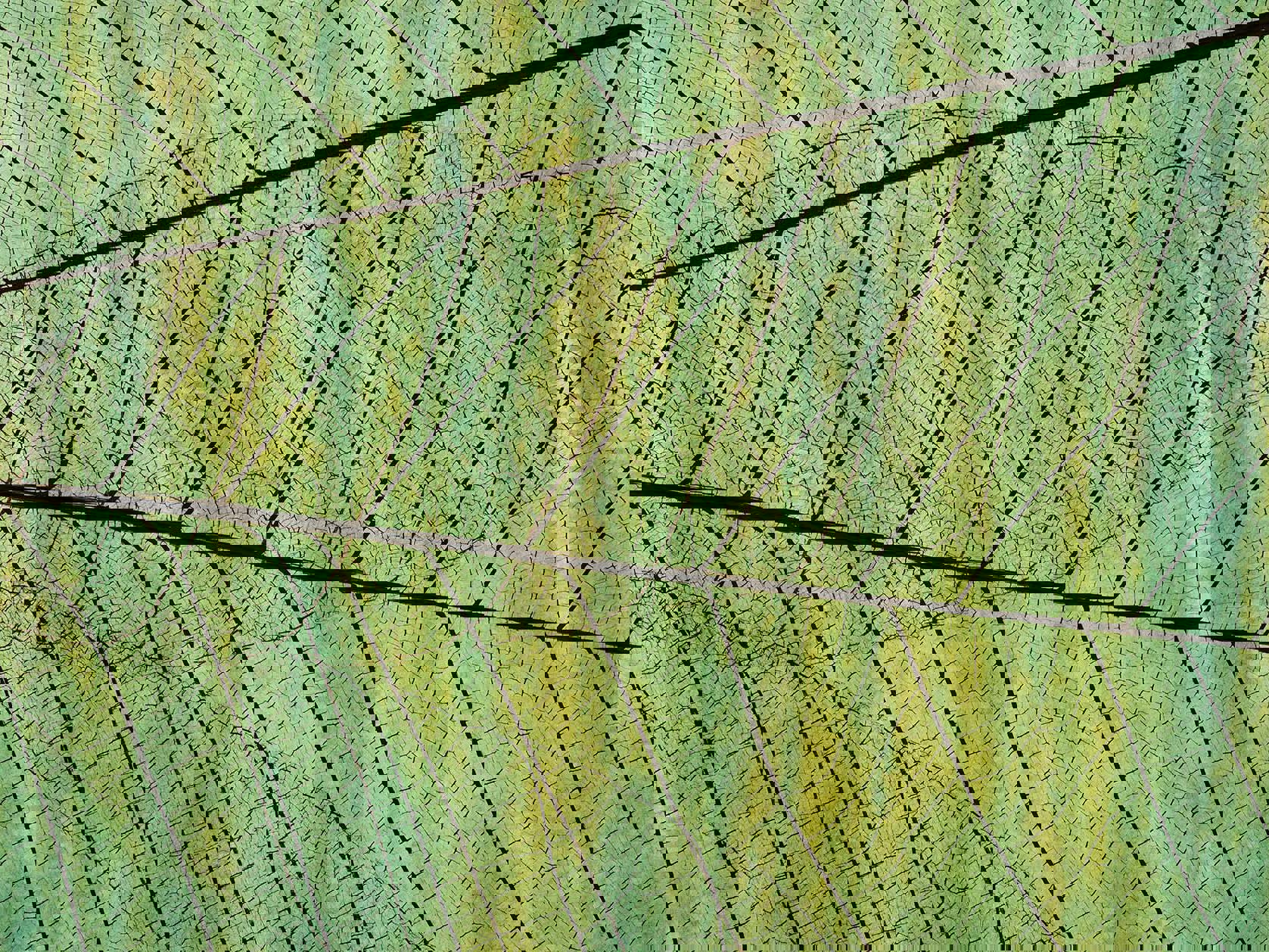 A close-up of dock leaves, highlighting their texture and shape. - section 3