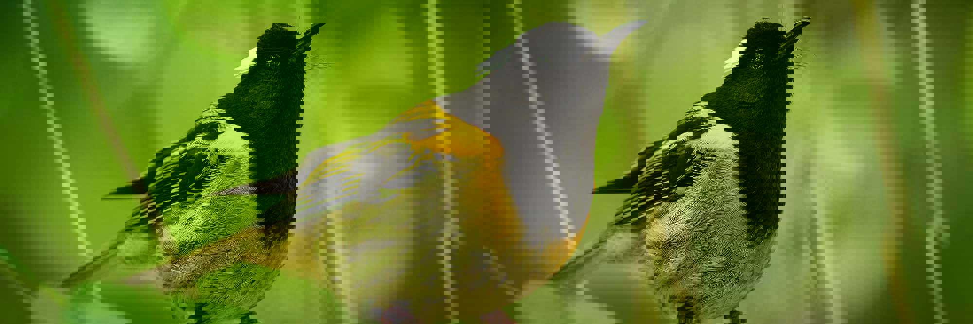 Supporting a world-class sanctuary at Tiritiri Matangi Desktop Image