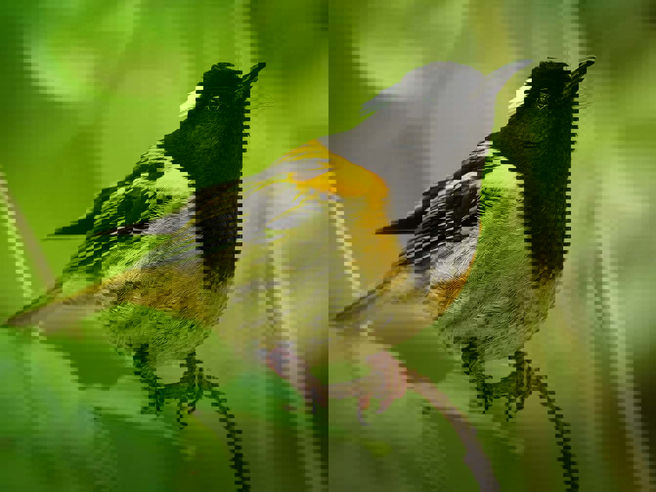 Supporting a world-class sanctuary at Tiritiri Matangi Mobile Image