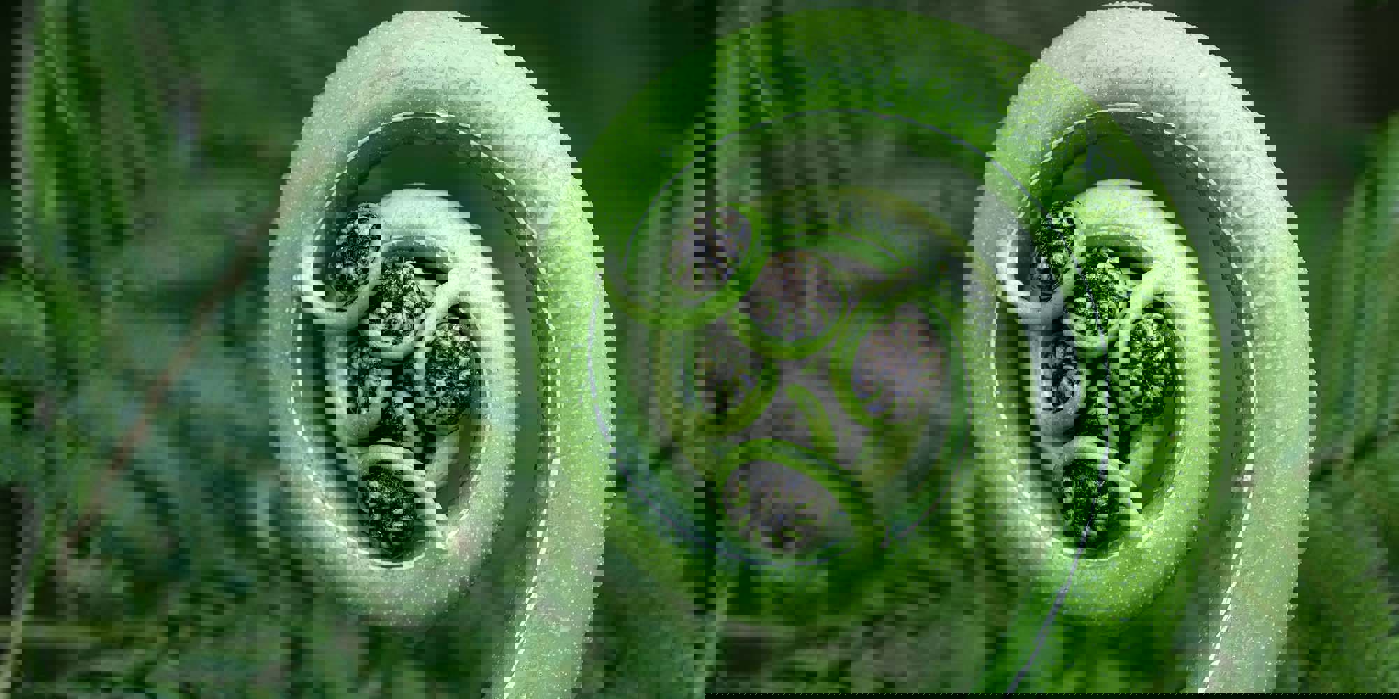 Ngā Karahipi Whakaeke