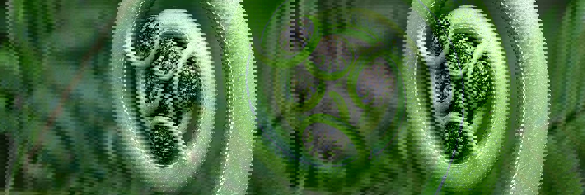 Ngā Karahipi Whakaeke