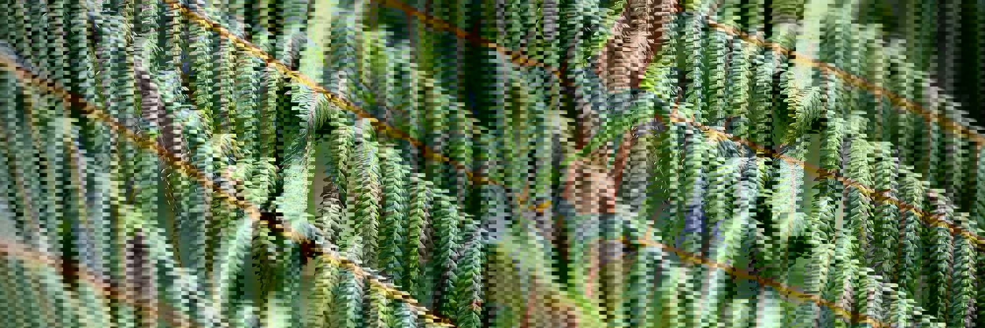 Tikanga and Aotearoa New Zealand law, āke āke āke?  Desktop Image