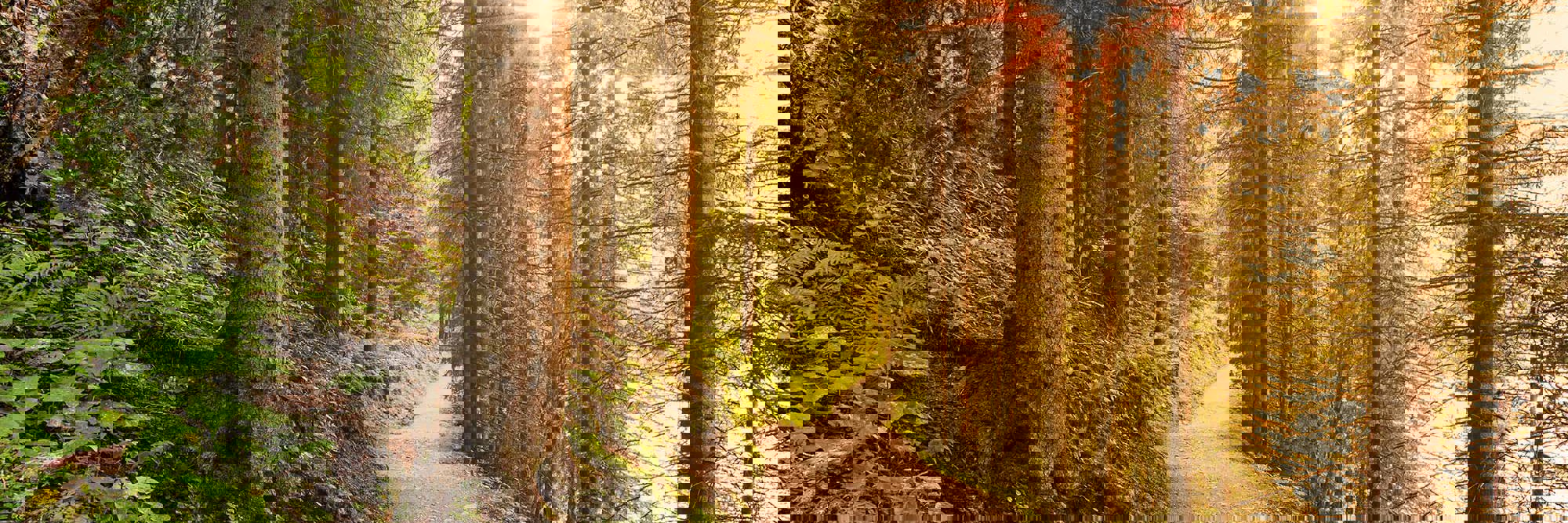 CRD Register Observations Desktop Image