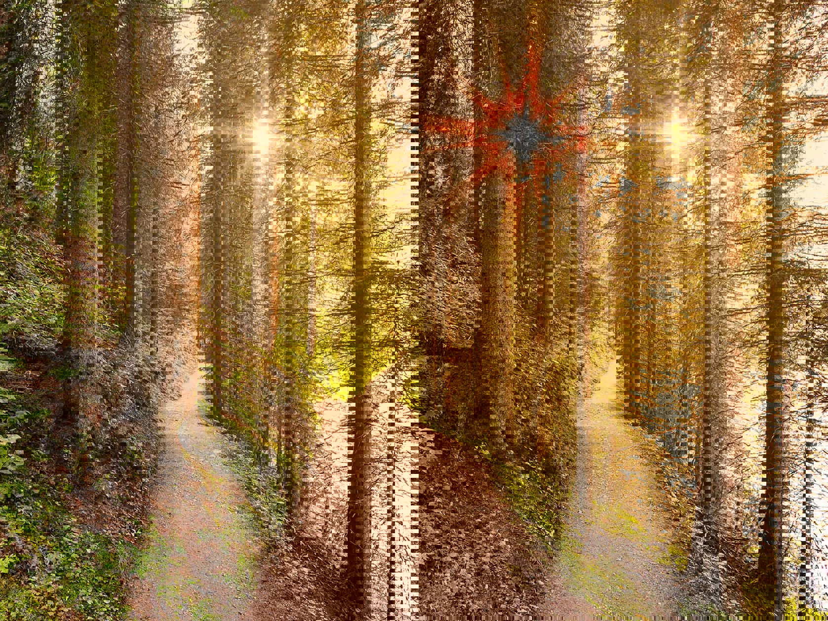 CRD Register Observations Mobile Image