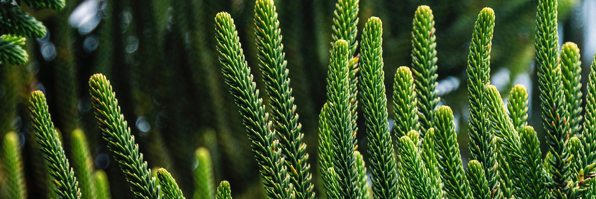 Sustainable Impact: Issue three Desktop Image