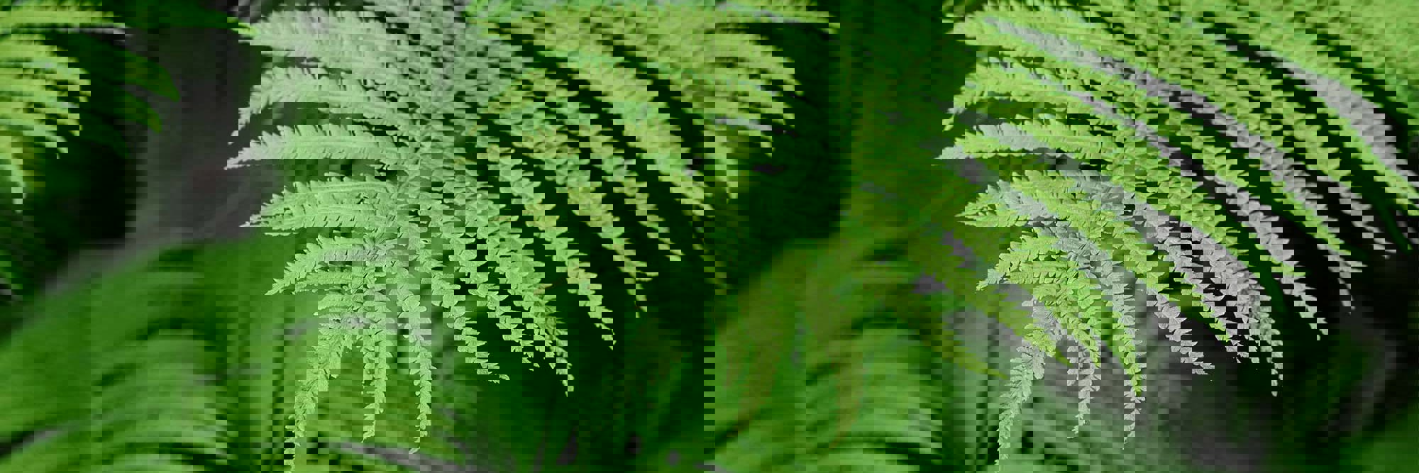 Nature-positive thinking: An introduction Desktop Image