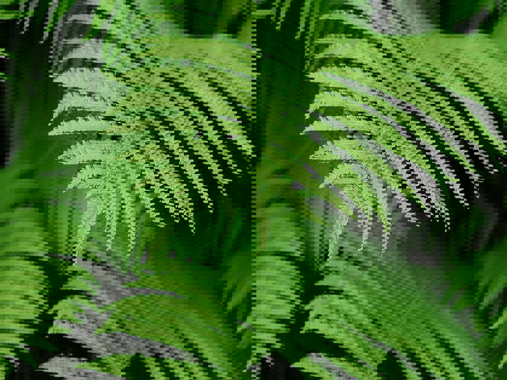 Nature-positive thinking: An introduction Mobile Image